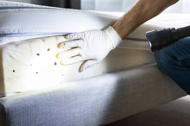 Best Emergency Pest Control  in Morrice, MI