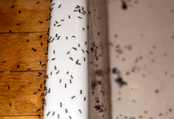 Best Emergency Pest Control  in Morrice, MI