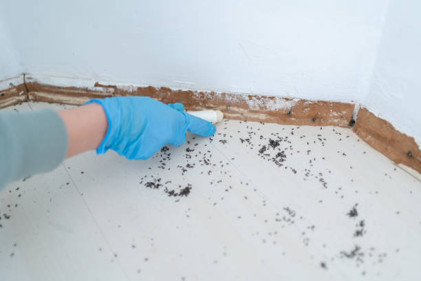 Best Ant Control Services  in Morrice, MI